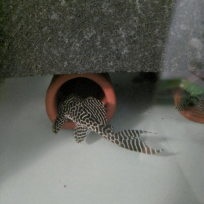 L287 Панаклюс